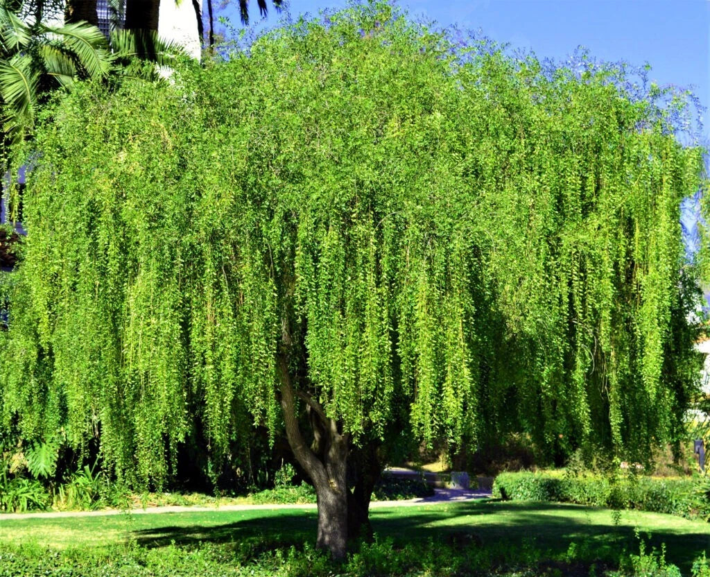 Mayten Weeping Green Shower Tree Seeds Maytenus boaria Rare Willow Like ...