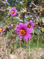 Dahlia pteropoda RARE Seeds heirloom non-gmo seeds