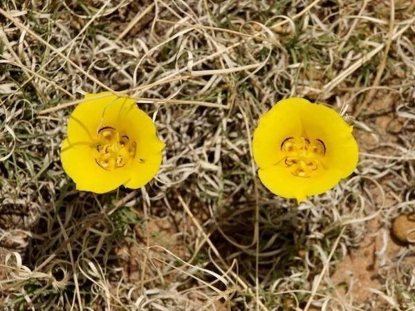 Calochortus aureus Golden Mariposa Lily Seeds – Heirloom, Non-GMO, High Germination Organic Garden Seeds