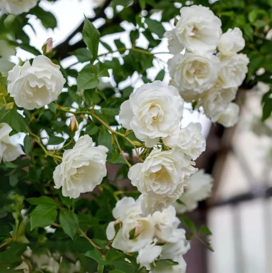 White Climbing Rose Seeds - Seeds - Rose Flower Gardening – Heirloom, Non-GMO, High Germination Organic Garden Seeds
