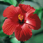 Red Pink White Hibiscus Seeds Beautiful Hardy Perennials - U S SELLER heirloom non-GMO seeds