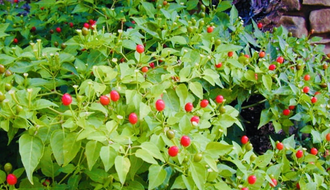 PREMIUM CHILE PEQUIN BIRD EYE HOT PEPPER SEEDS SHIPPING – Heirloom, Non-GMO, High Germination Organic Garden Seeds