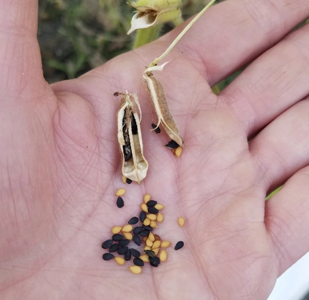 Kurogoma Black & Kingoman Tan Sesame Seeds Seeds Shipping heirloom non-GMO seeds