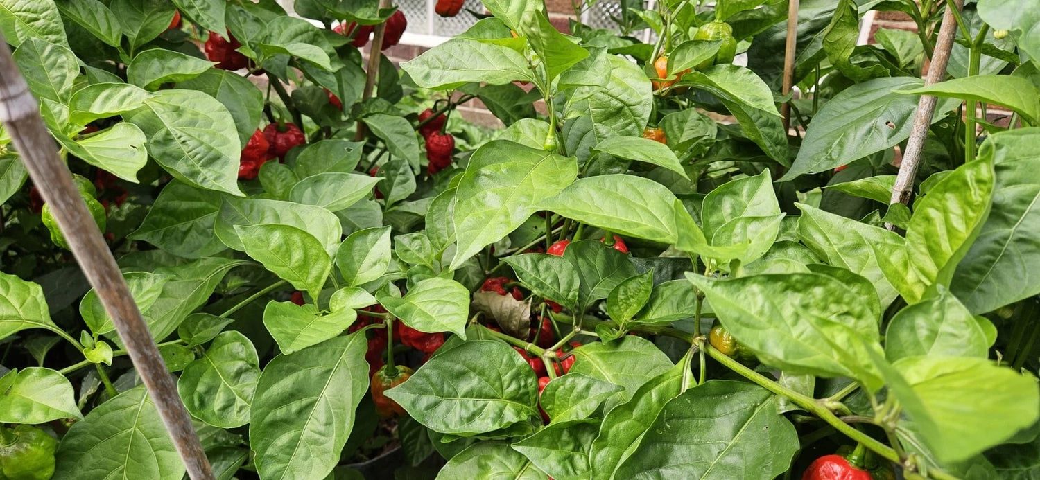 Armageddon Pepper Seed Seeds – Heirloom, Non-GMO, High Germination Organic Garden Seeds