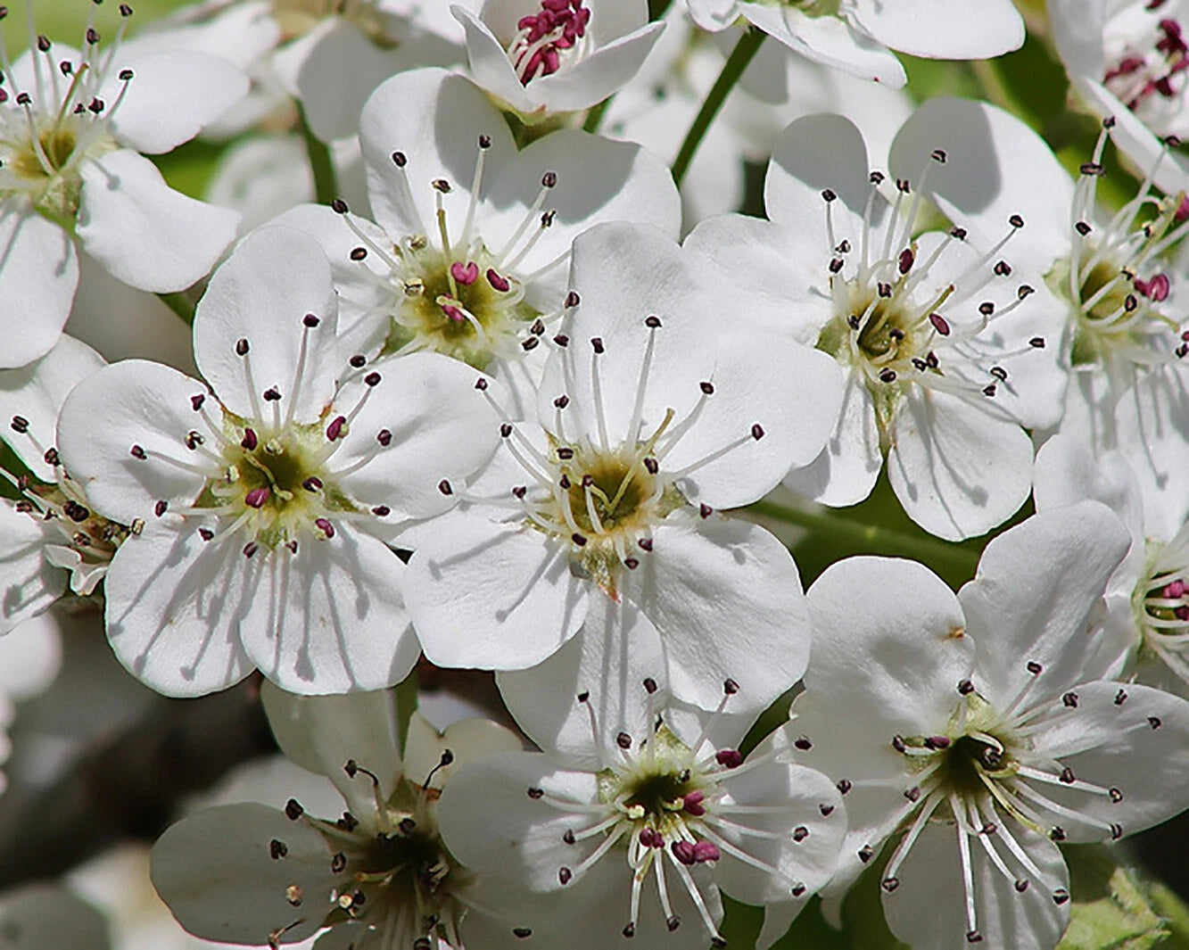 Bartlett Pear Pyrus communis Tree Seeds – Heirloom, Non-GMO, High Germination Organic Garden Seeds