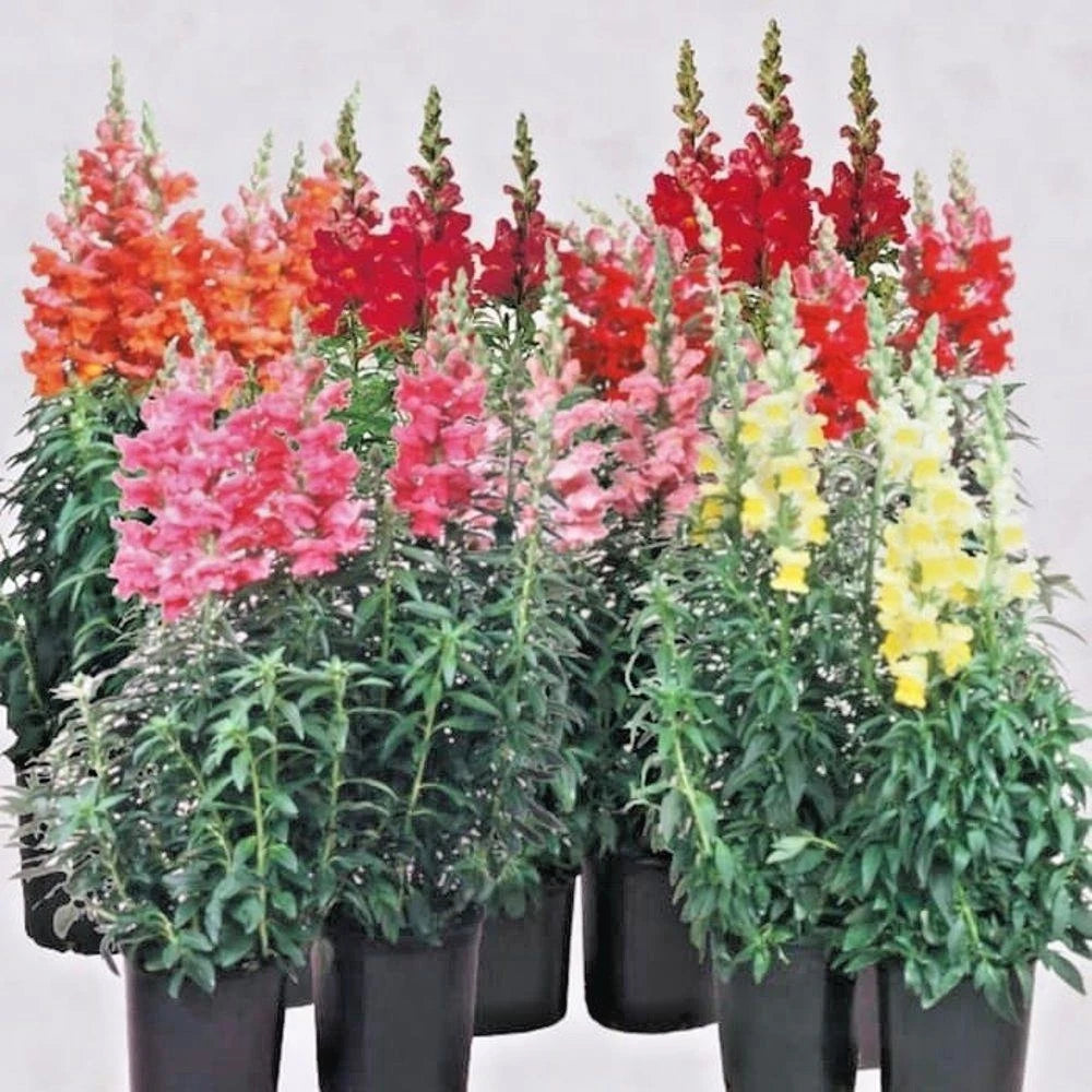 SNAPDRAGON TETRA MIX Flower Seeds Spring Fall Garden Patio Container Easy – Heirloom, Non-GMO, High Germination Organic Garden Seeds