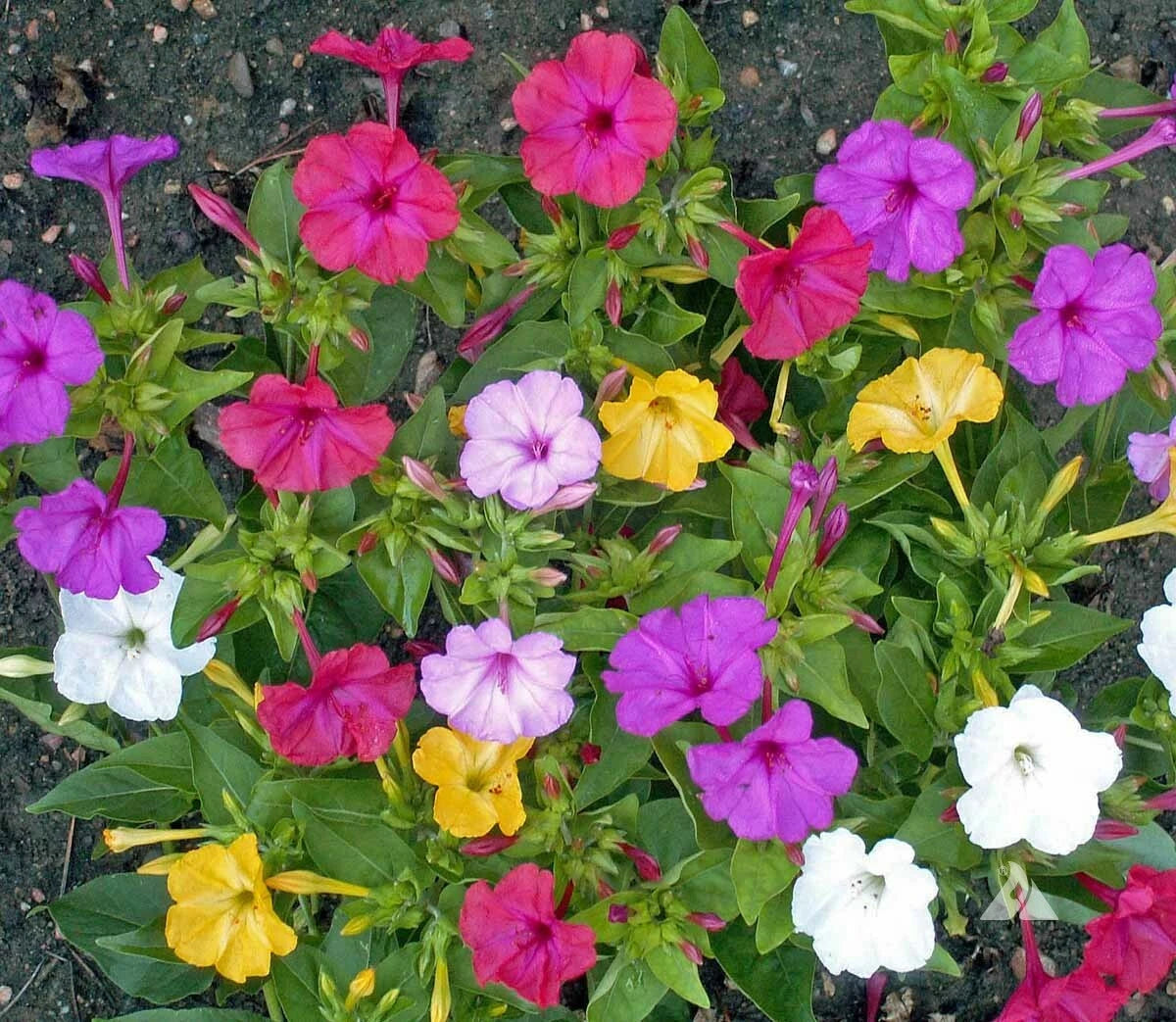 Four O Clock FORMULA Mix Perennial Pink Red Yellow White Flowers Seeds heirloom non-GMO seeds