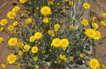 Desert Marigold Seeds Native Wildflower Gardening Baileya multiradiata heirloom non-GMO seeds