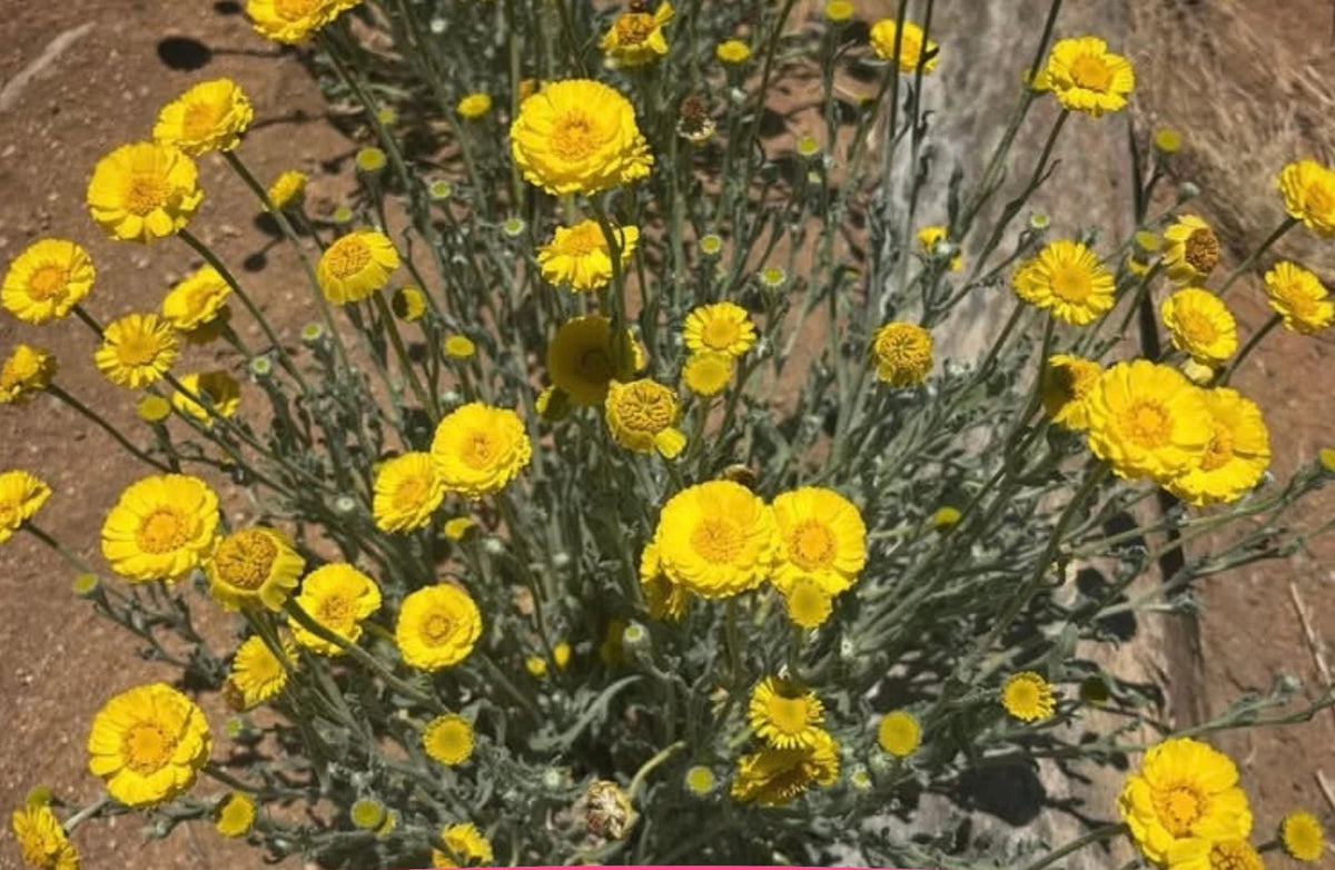 Desert Marigold Seeds Native Wildflower Gardening Baileya multiradiata heirloom non-GMO seeds