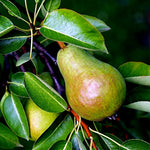 EUROPEAN PEAR TREE SEEDS Pyrus Communis Hardy Fruit Flower Garden Plant heirloom non-gmo seeds