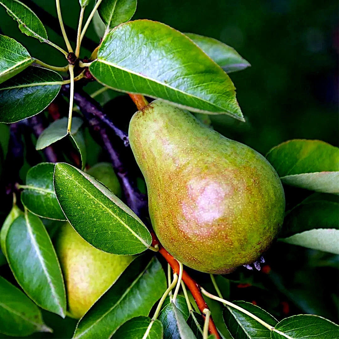 EUROPEAN PEAR TREE SEEDS Pyrus Communis Hardy Fruit Flower Garden Plant heirloom non-gmo seeds