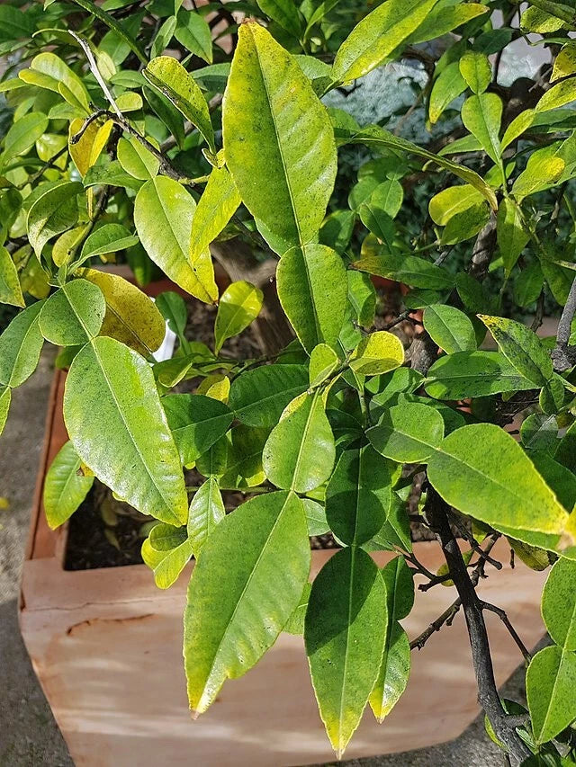 Citrus macroptera Wild Orange Seeds – Heirloom, Non-GMO, High Germination Organic Garden Seeds