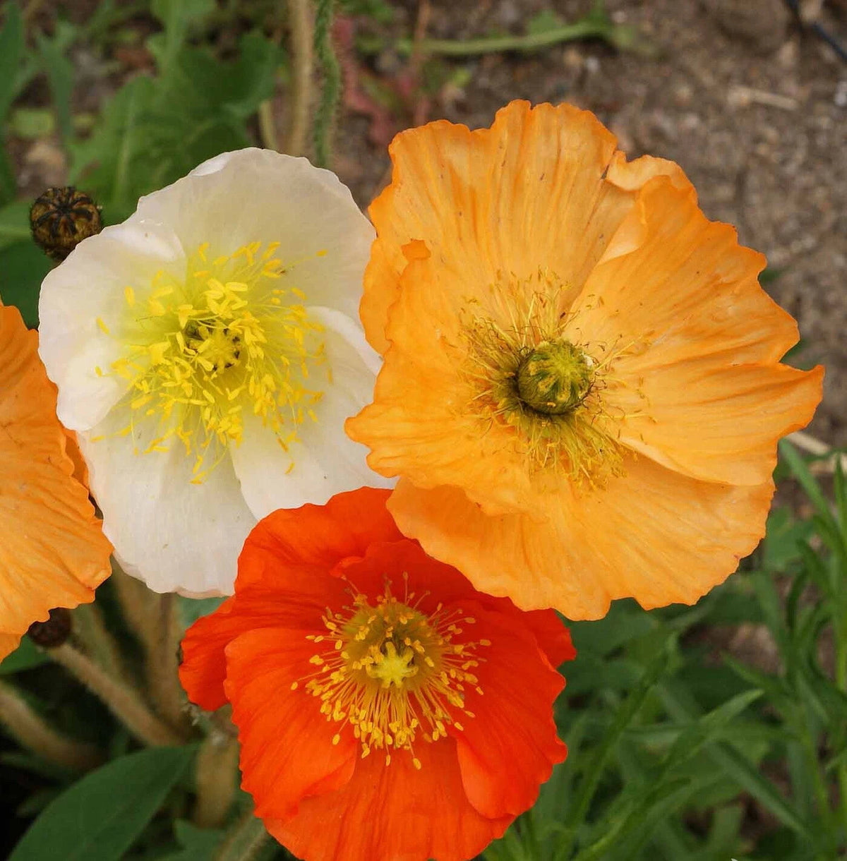 Iceland Poppy Flower Seeds Mix Papaver nudicaule – Papaver sp. – Heirloom, Non-GMO