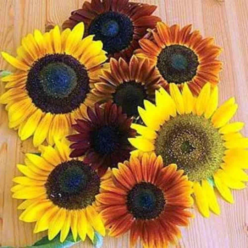 AUTUMN BEAUTY SUNFLOWER MIX Flower Seeds Fall Colors Native Wildflower Easy Helianthus annuus heirloom non-gmo seeds