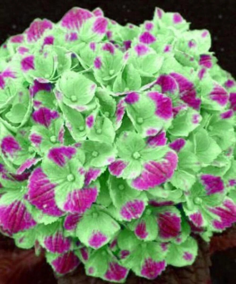 SEEDS for Green Pink HYDRANGEA RARE flower exotic bush plant Seller heirloom non-GMO seeds