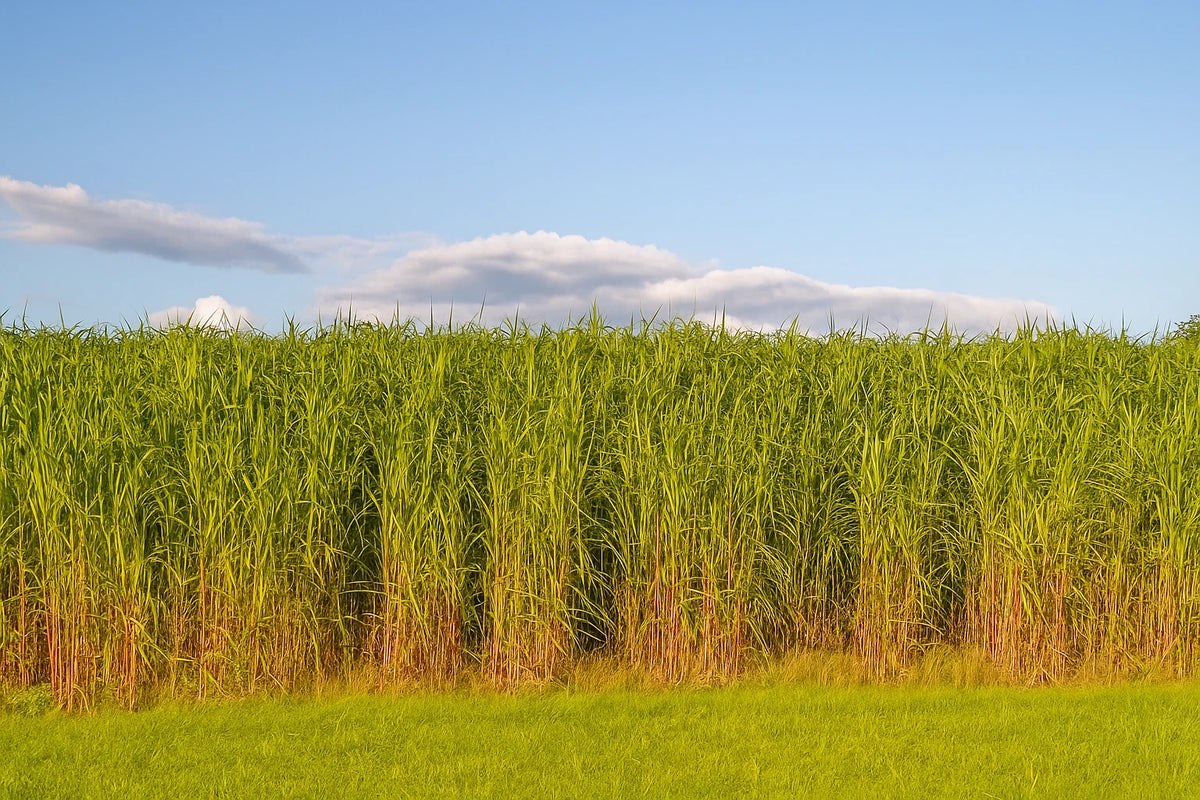 Switchgrass Seeds Tall Grass Ornamental Perennial heirloom non-gmo seeds