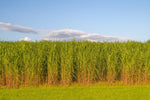 Switchgrass Seeds Tall Grass Ornamental Perennial heirloom non-gmo seeds