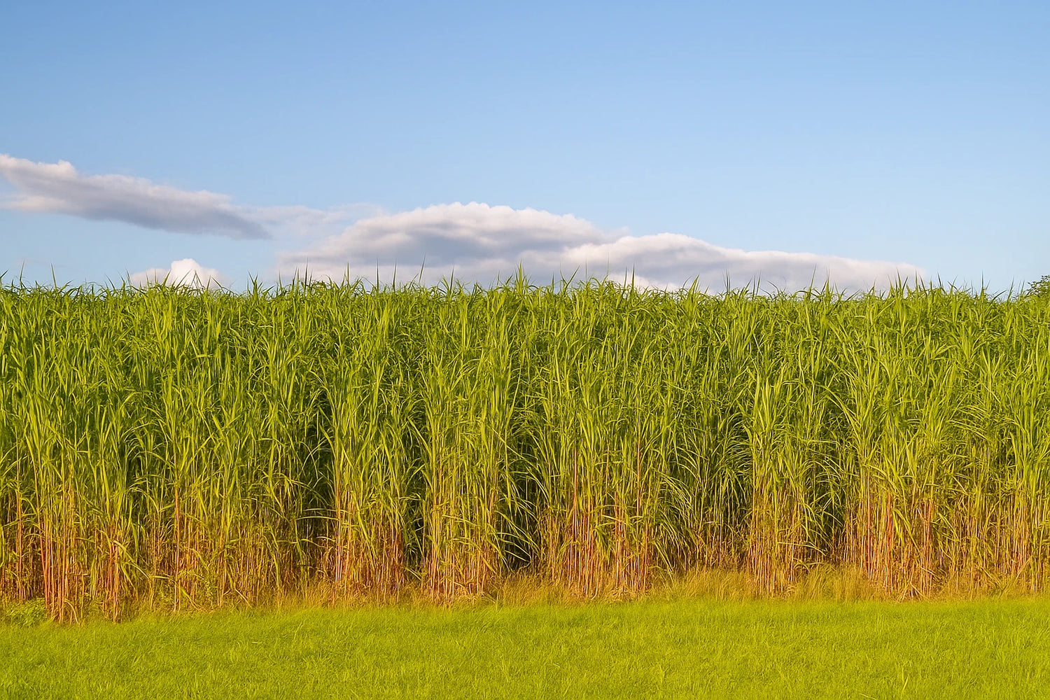 Switchgrass Seeds Tall Grass Ornamental Perennial heirloom non-gmo seeds