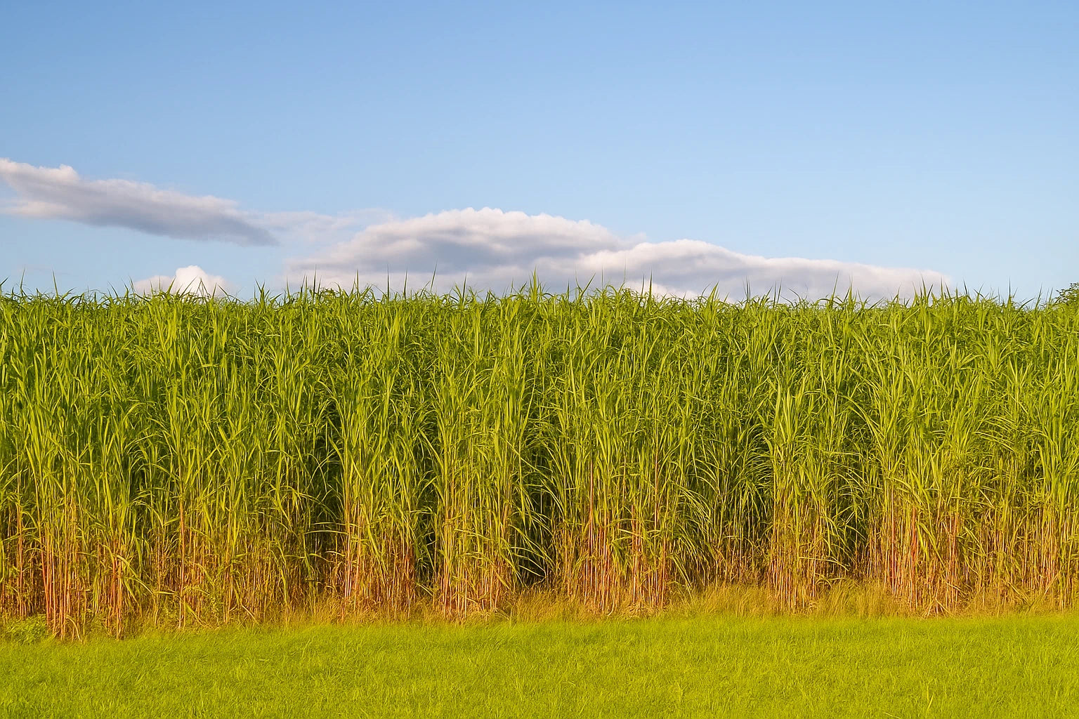 Switchgrass Seeds Tall Grass Ornamental Perennial heirloom non-gmo seeds
