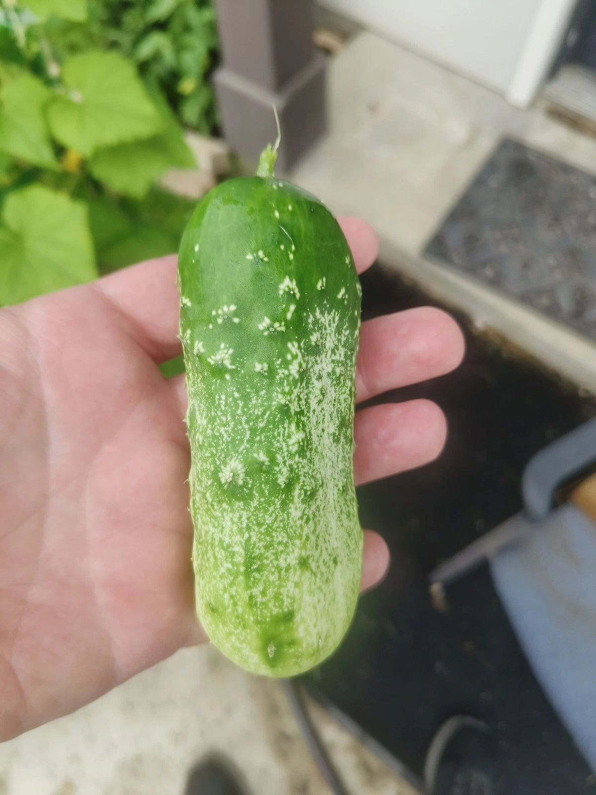 Boston Pickling Cucumber Seeds -Amazing Pickling Variety – Heirloom, Non-GMO, High Germination Organic Garden Seeds