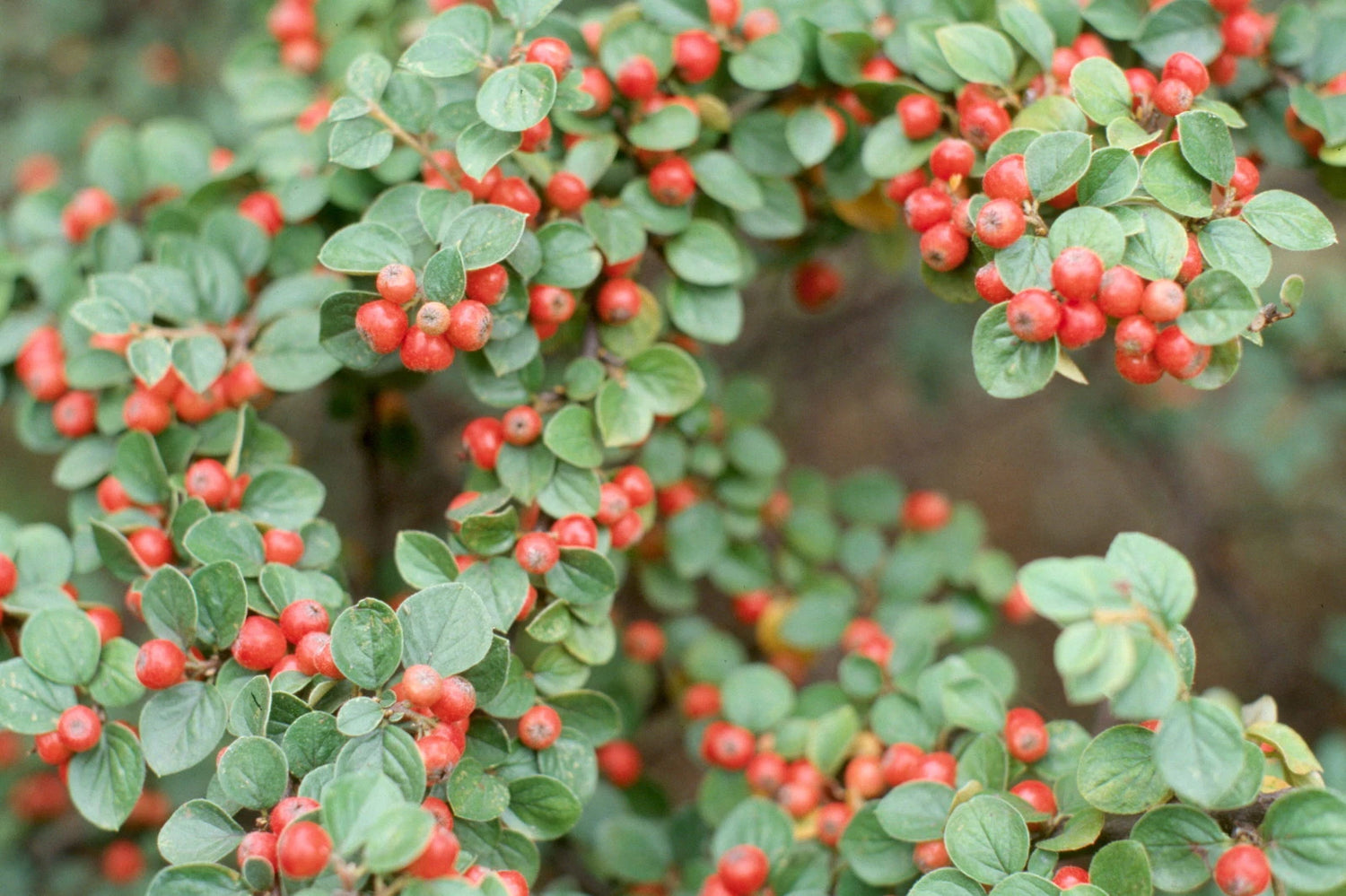 Rockspray Cotoneaster Cotoneaster horizontalis Seeds Hardy Showy Fall Color – Heirloom, Non-GMO, High Germination Organic Garden Seeds