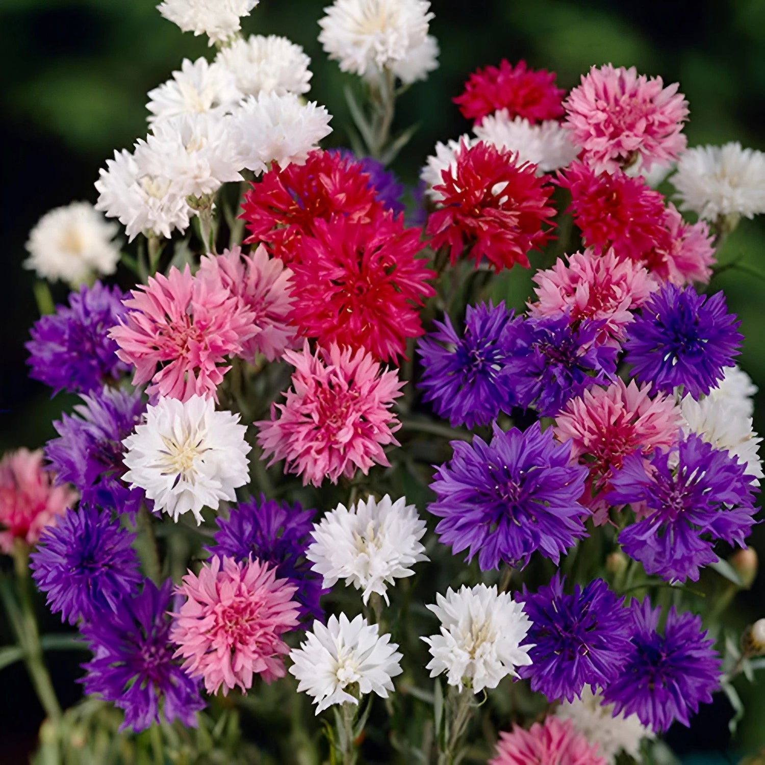 Bachelor Button Polka Dot Mix Seeds - Colorful Annual WIldflower Mix Various Wildflower Species heirloom non-gmo seeds