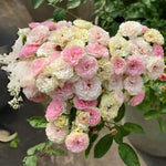 Dongmei Perennial Flower Rose Seeds heirloom non-gmo seeds