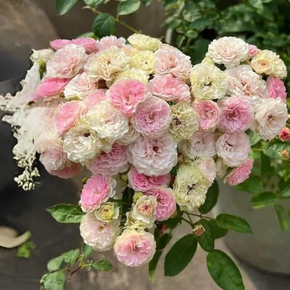 Dongmei Perennial Flower Rose Seeds heirloom non-gmo seeds