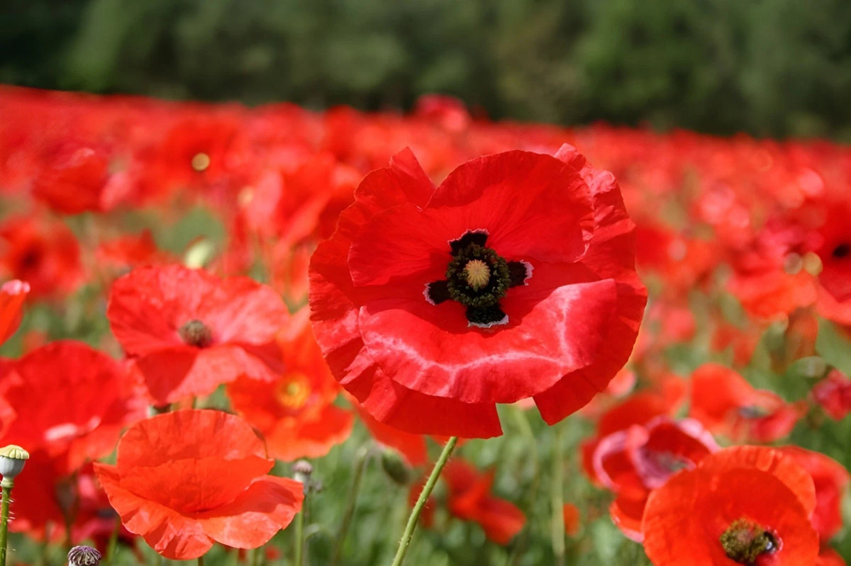 Wildflower Red Corn Flanders Poppy Seeds Papaver Rhoeas Bulk heirloom non-GMO seeds