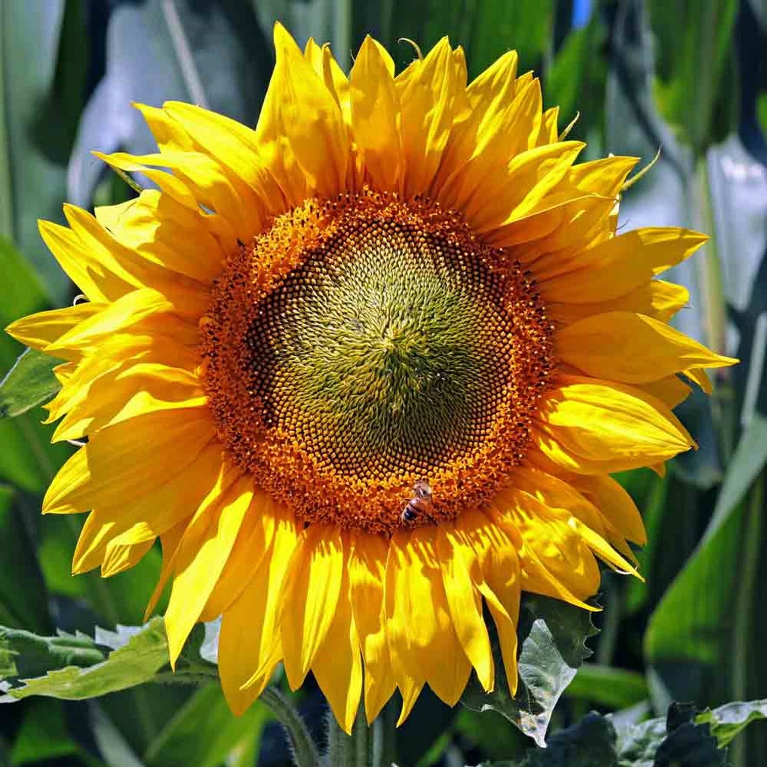 Skyscraper Sunflower Seeds Helianthus Annuus Flower Garden S&H – Heirloom, Non-GMO, High Germination Organic Garden Seeds