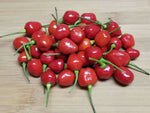 Wiri Wiri Hot Pepper Seeds SPICY RARE EASY heirloom non-gmo seeds