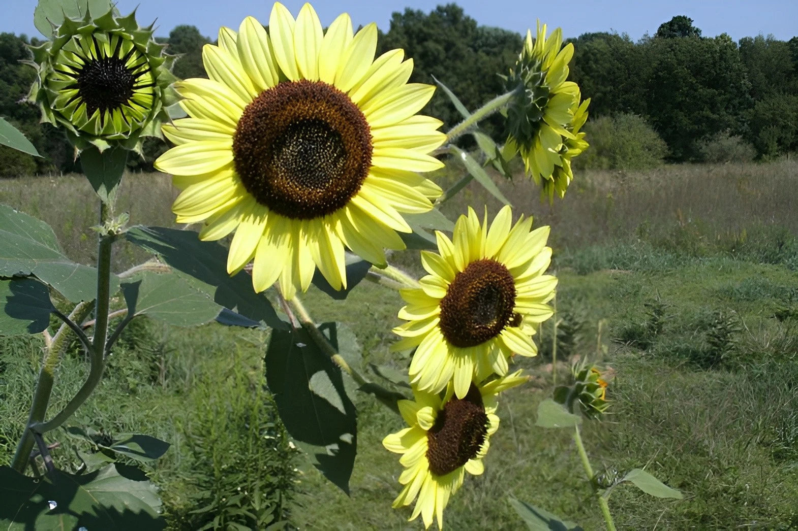 Lemon Queen Sunflower Seeds Beautiful Stunning Yellow Blooms Helianthus annuus heirloom non-gmo seeds