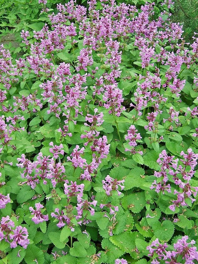 Stachys macrantha Big Betony Seeds heirloom non-gmo seeds