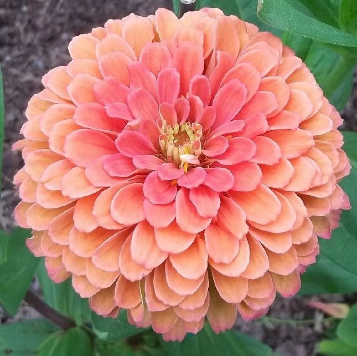 Salmon Rose Dahlia Perennial Flowers Seeds Flowering Bloom US SELL – Heirloom, Non-GMO, High Germination Organic Garden Seeds