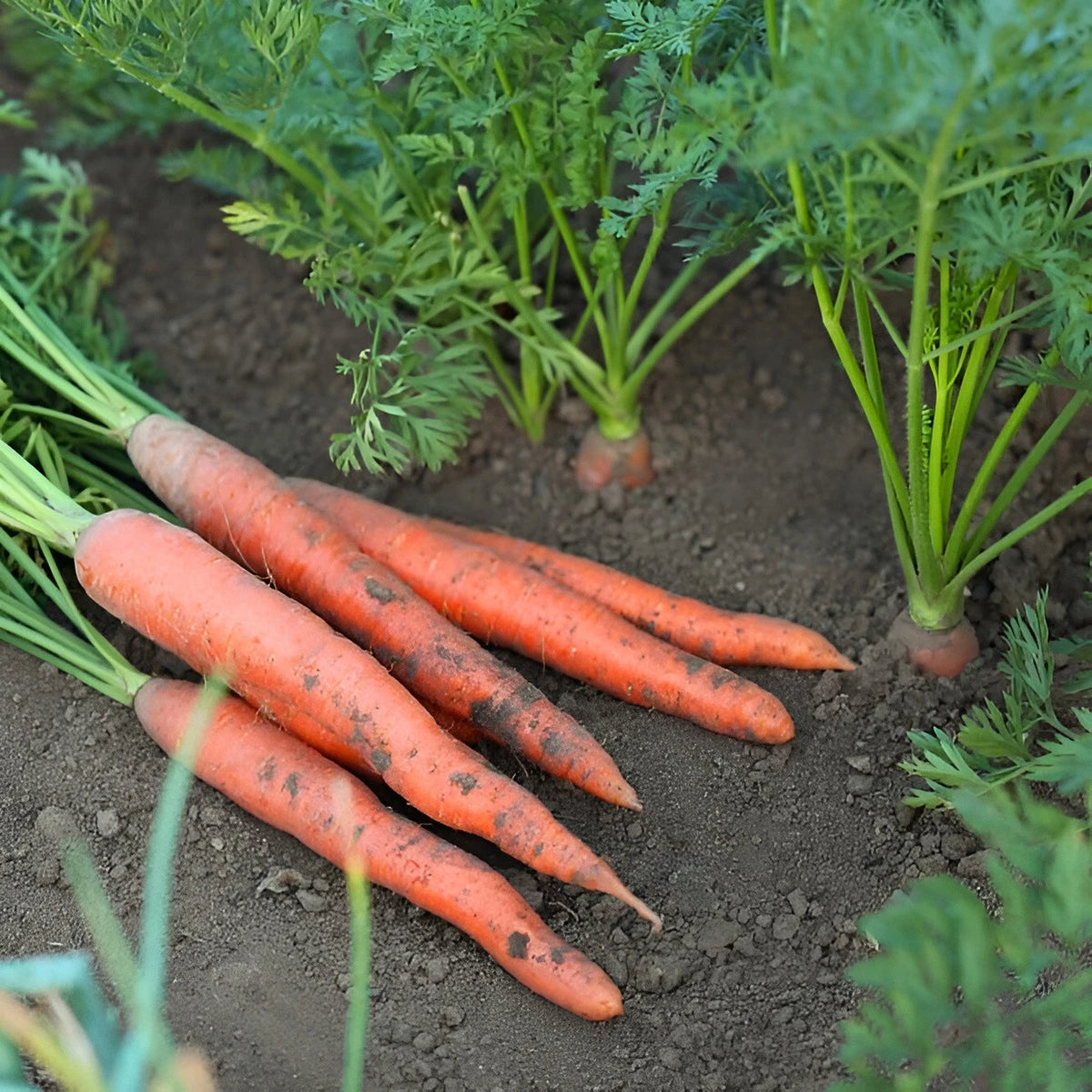 Tendersweet Carrot Seeds - - Sweet & Tender heirloom non-GMO seeds
