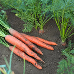 Tendersweet Carrot Seeds - - Sweet & Tender heirloom non-GMO seeds