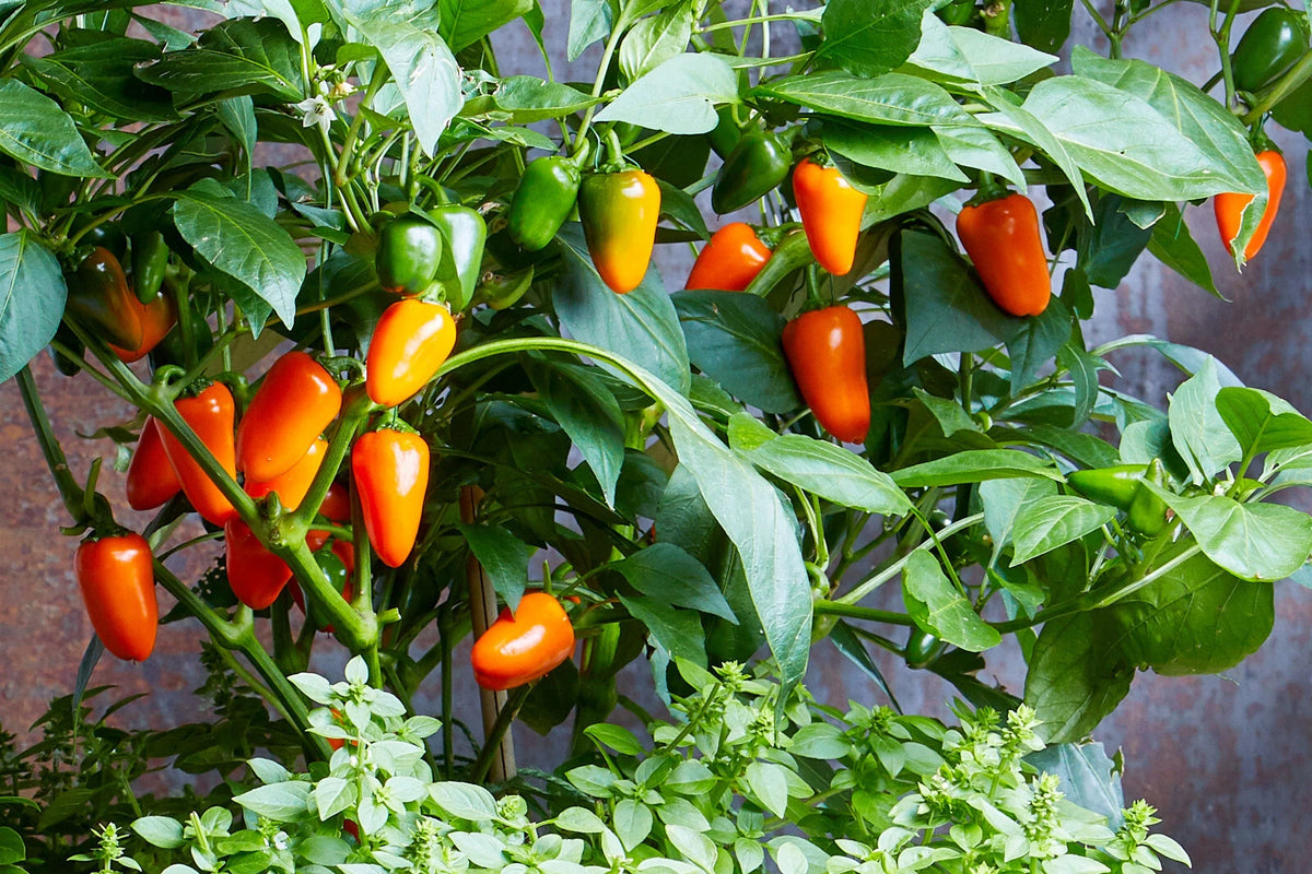 Rainbow Sweet Pepper Seeds FLORIDA GROWN FANTASTIC FLAVOR heirloom non-gmo seeds
