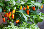 Rainbow Sweet Pepper Seeds FLORIDA GROWN FANTASTIC FLAVOR heirloom non-gmo seeds