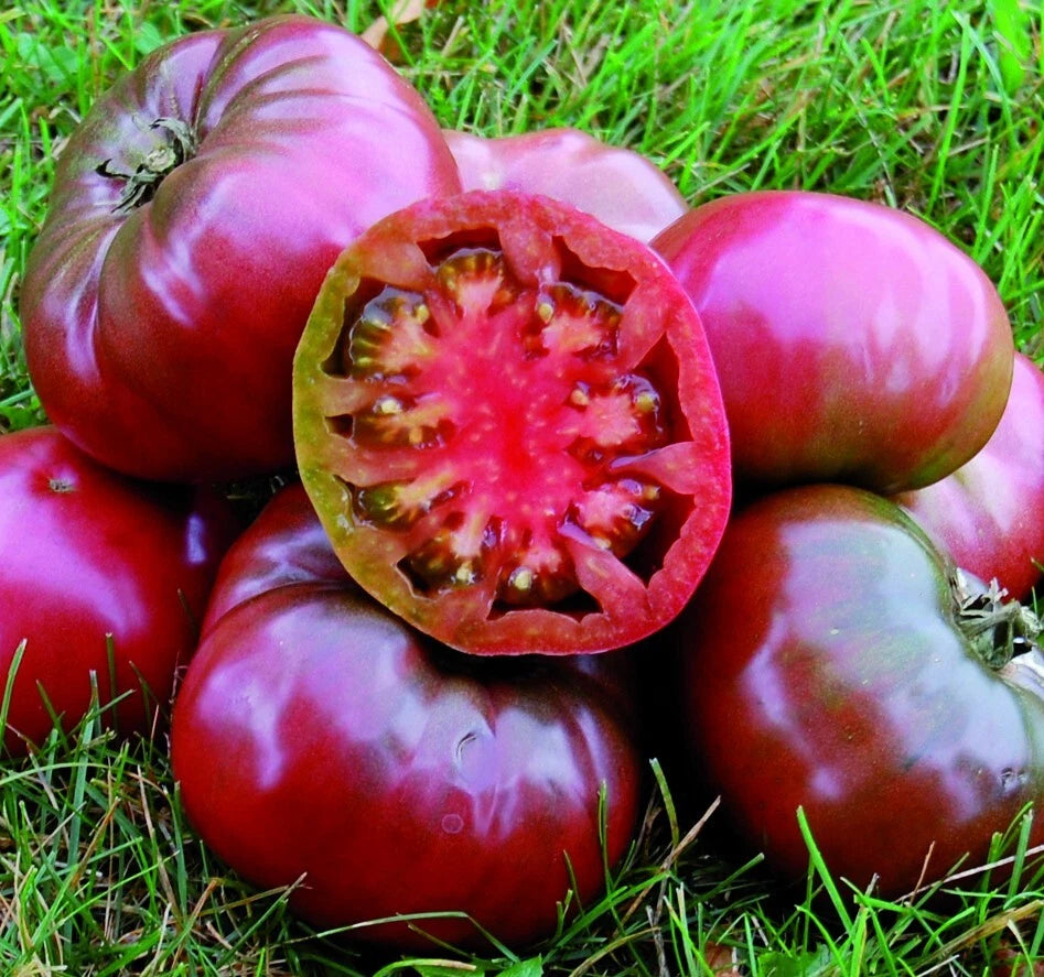 Purple Cherokee Tomato Seeds I I I Seed – Heirloom, Non-GMO
