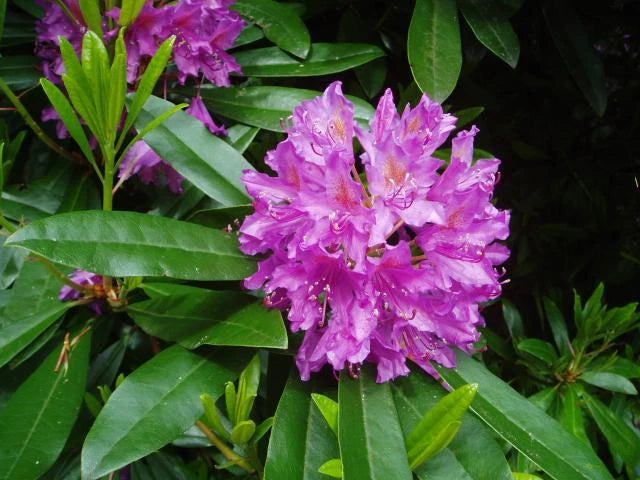 Rosebay Rhododendron Rhododendron maximum Shrub Seeds Showy Evergreen heirloom non-gmo seeds