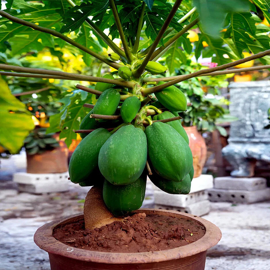 DWARF SOLO WAIMANALO TREE SEEDS Carica Papaya Fruit Houseplant heirloom non-gmo seeds