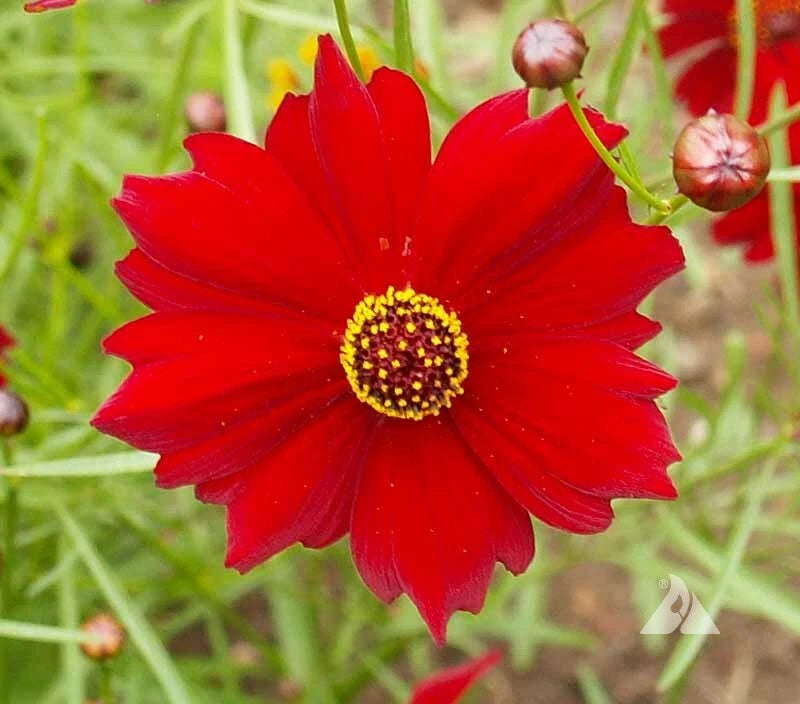 Coreopsis DWARF RED PLAINS - Butterfly Garden Fall Blooms Seeds – Heirloom, Non-GMO, High Germination Organic Garden Seeds