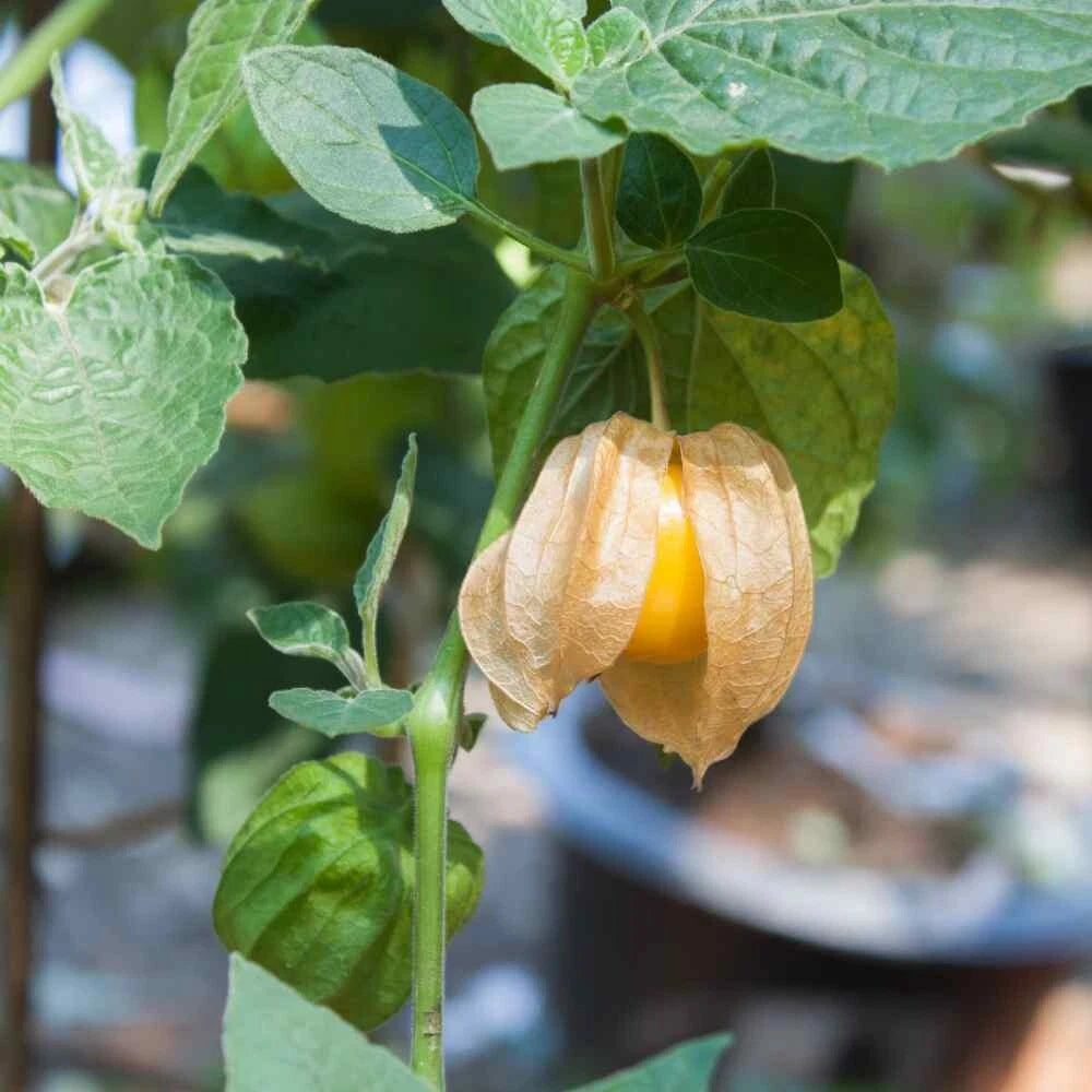 CAPE GOOSEBERRY SEEDS ---------------------------- RARE – Heirloom, Non-GMO, High Germination Organic Garden Seeds