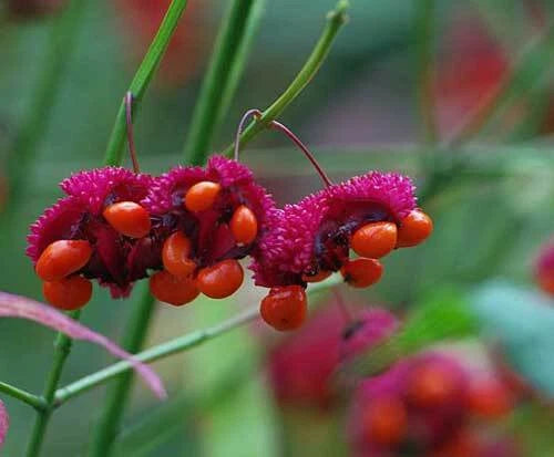 Euonymus americanus American Strawberry Bush Bursting Heart Seeds – Heirloom, Non-GMO, High Germination Organic Garden Seeds