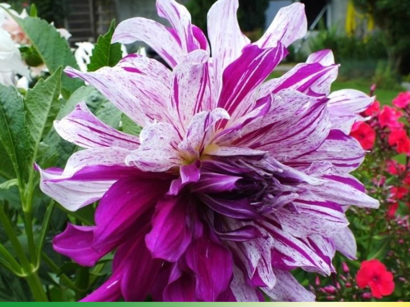Bristol Stripe Perennial Dahlia Seeds D085 – Heirloom, Non-GMO, High Germination Organic Garden Seeds