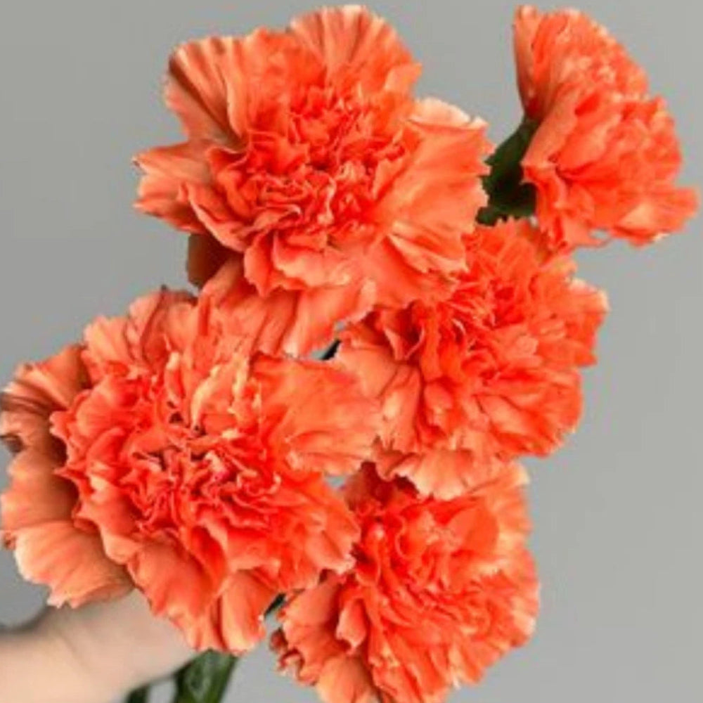 Orange Carnations - Dianthus Seeds heirloom non-gmo seeds