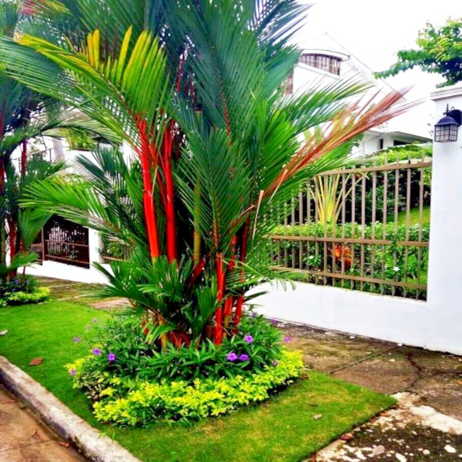 RED SEALING WAX LIPSTICK PALM TREE SEEDS Cyrtostachys renda House Plant RARE Seeds – Heirloom, Non-GMO, High Germination Organic Garden Seeds