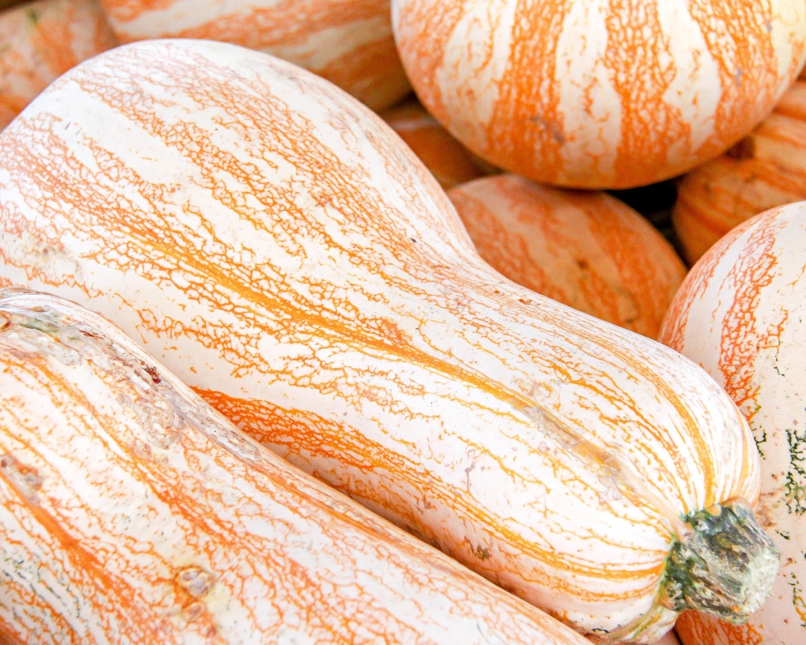 Orange Striped Cushaw Pumpkin Squash Seeds Genuine heirloom non-gmo seeds