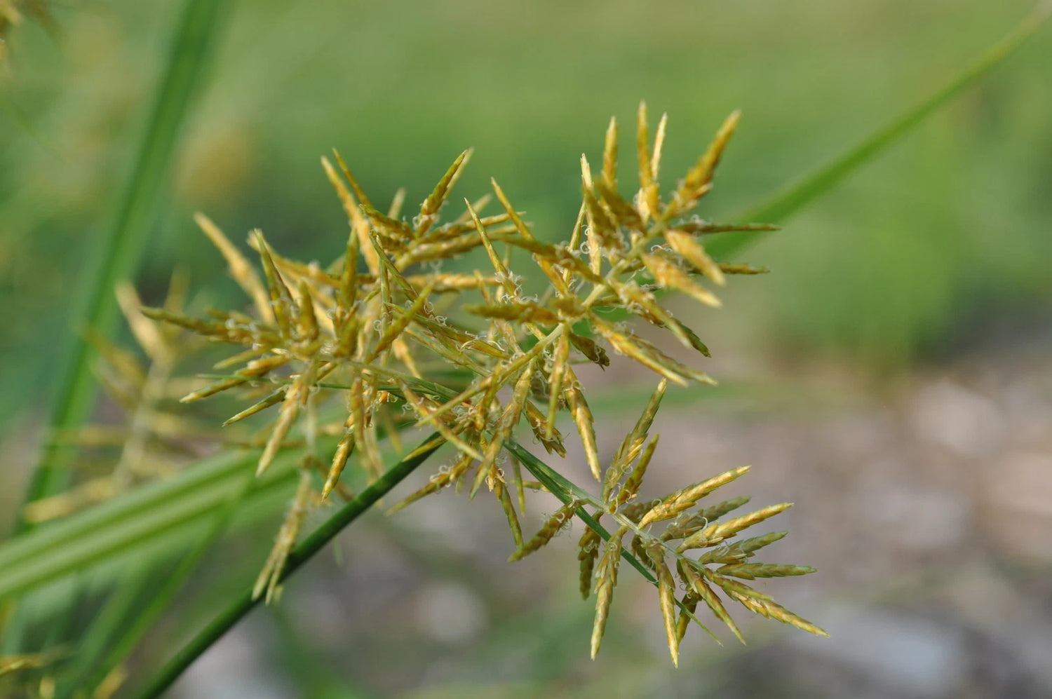 TIGER NUT Seeds Cyperus esculentus shipping Perennial – Heirloom, Non-GMO, High Germination Organic Garden Seeds