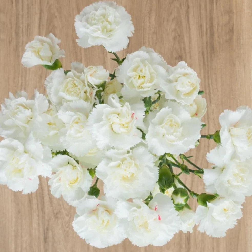 White Mini Carnation - Dianthus Flowers heirloom non-gmo seeds